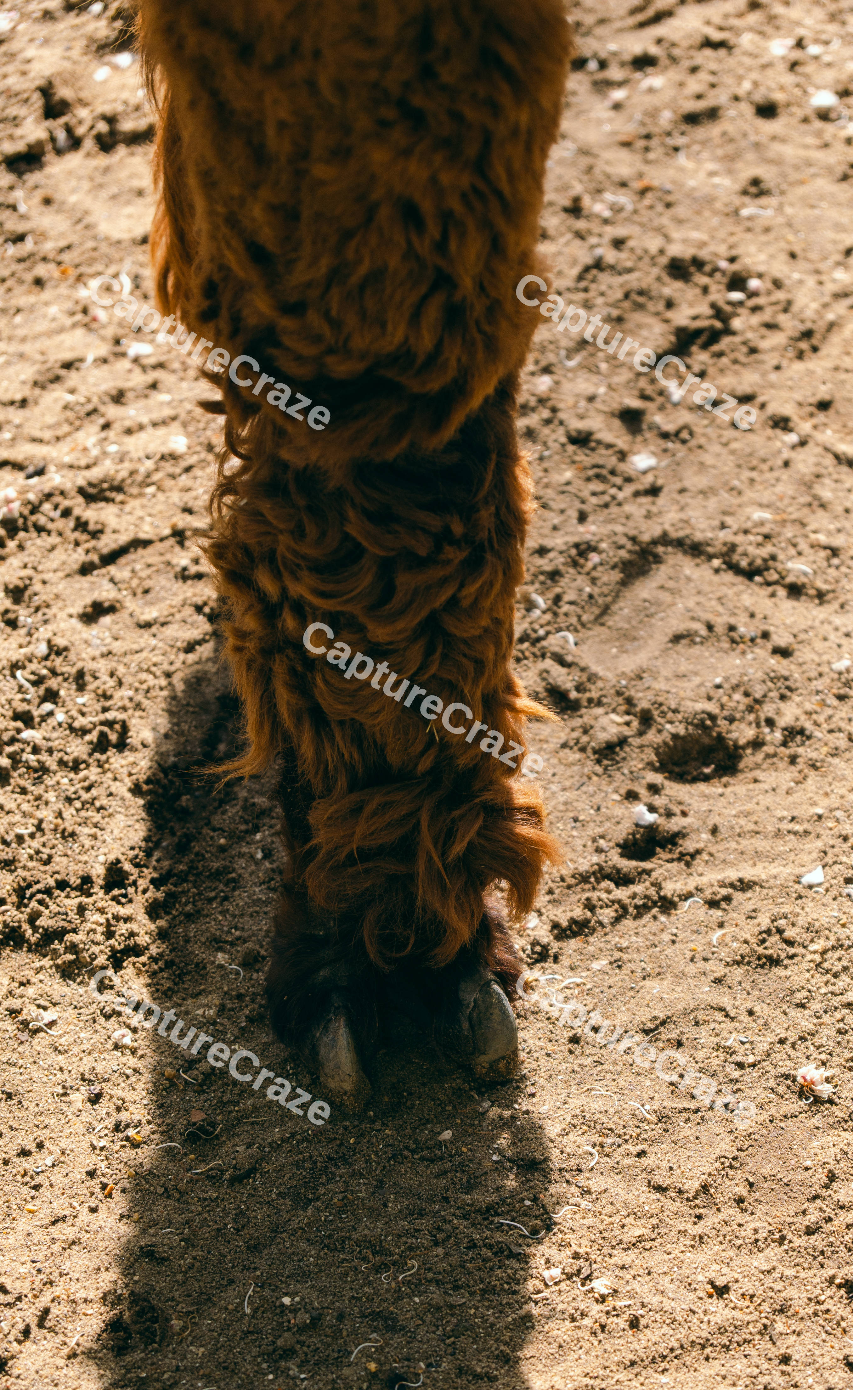 Alpaca Leg